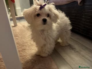 Maltese dogs Maltese For Sale ❤️ - Advert 4