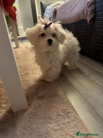 Maltese dogs Maltese For Sale - Advert 1