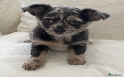 Chihuahua dogs for sale: Long Coated Merle Chihuahua Puppies - Image 7