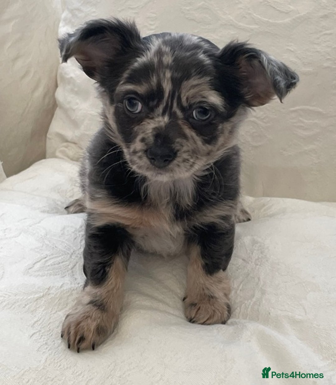 Chihuahua dogs for sale: Long Coated Merle Chihuahua Puppies - Image 7