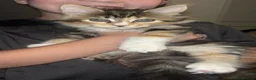 Mixed Breed cats for sale: Kittens in Tonbridge - Advert 11