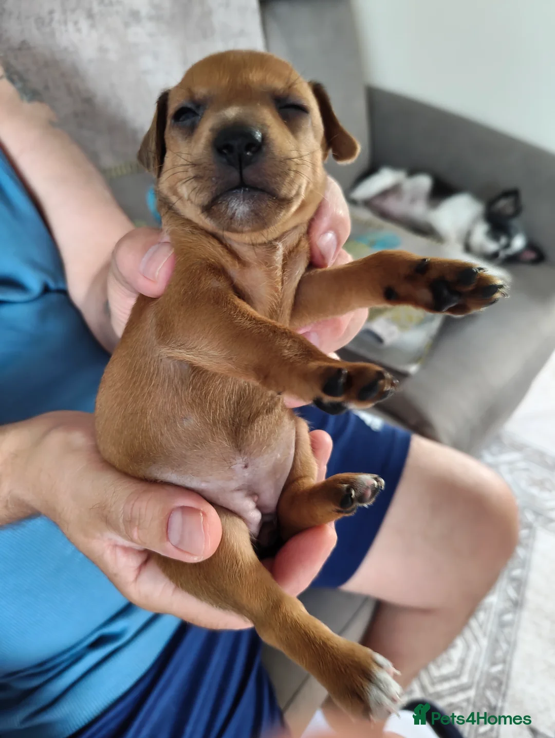 Mixed Breed dogs for sale: Mini Jack Pups - Advert 2