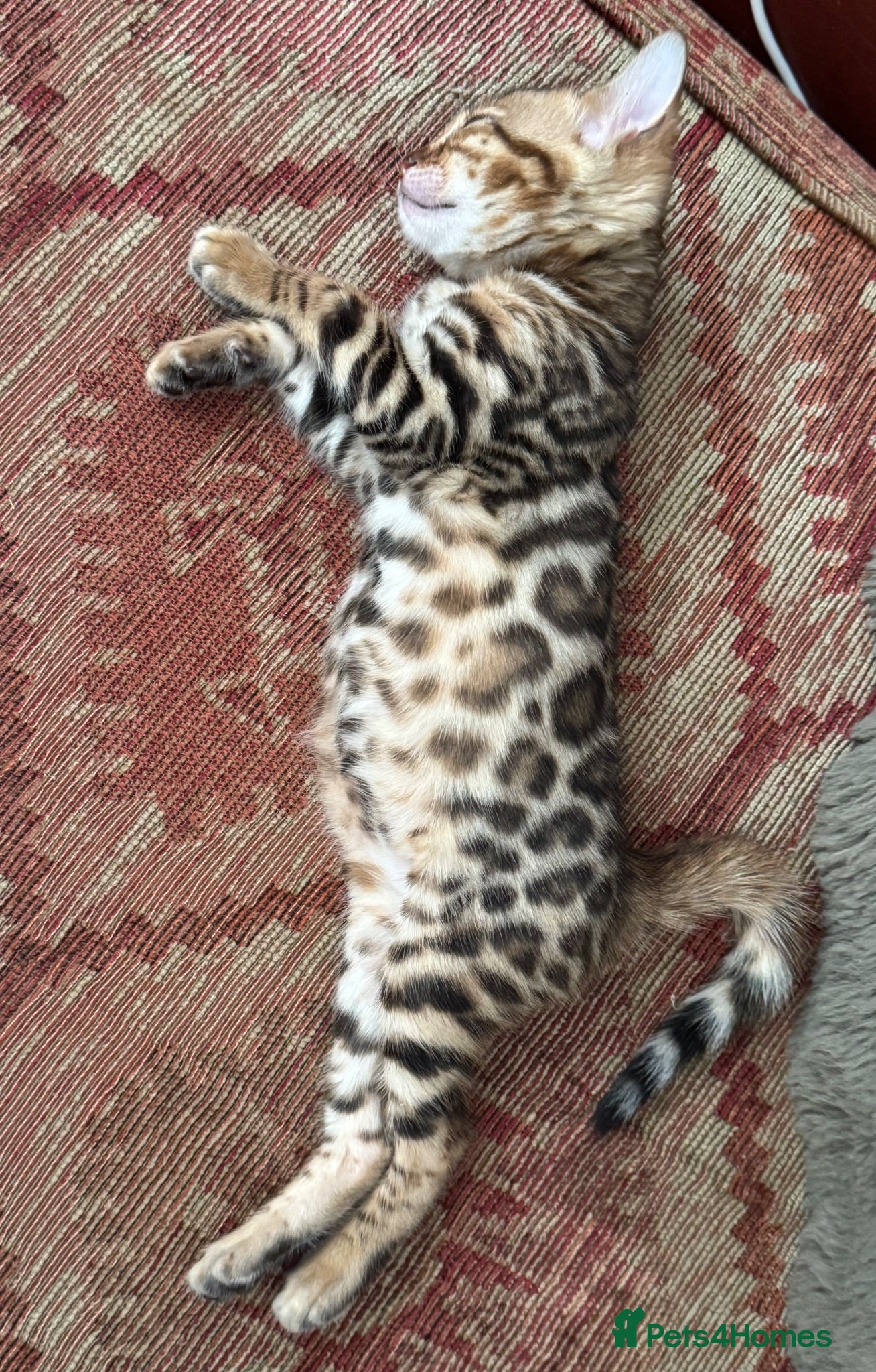 Bengal cats Gorgeous pure Bengal Girl with European Champ dad! - Advert 2
