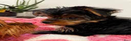 Yorkshire Terrier dogs for sale: ❣️Yorkie Boy 🐶 Ready Now Family Raised ❤️ - Advert 1