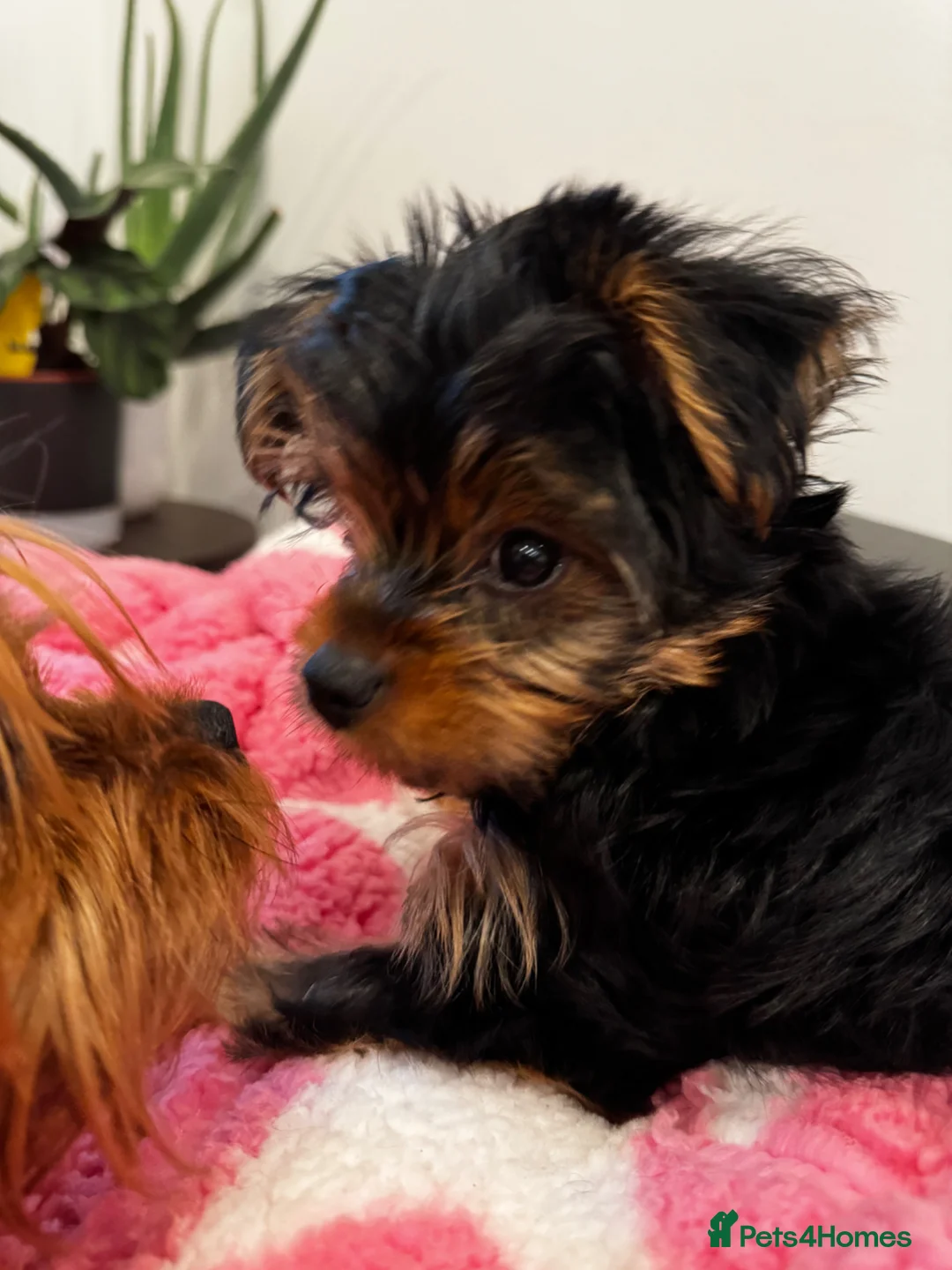 Yorkshire Terrier dogs for sale: ❣️Yorkie Boy 🐶 Ready Now Family Raised ❤️ - Advert 1