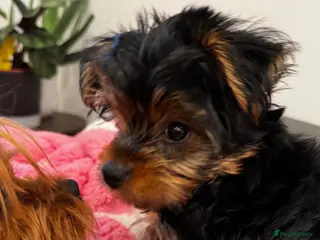 Yorkshire Terrier dogs ❣️Yorkie Boy 🐶 Ready Now Family Raised ❤️ - Advert 5