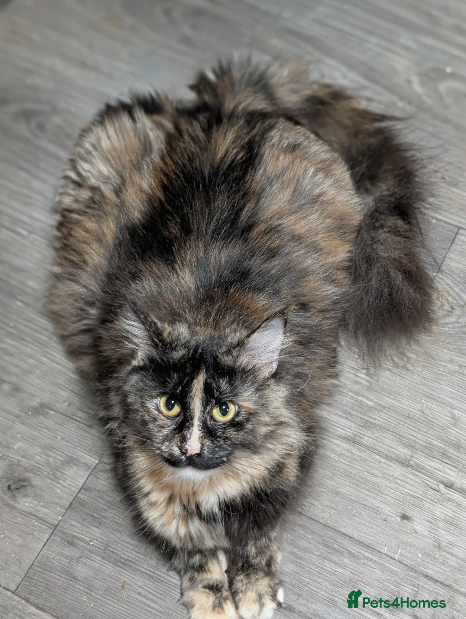 Maine Coon cats Maine coon kittens  - Advert 5