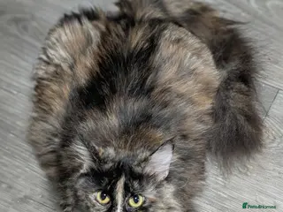 Maine Coon cats Maine coon kittens - Advert 4