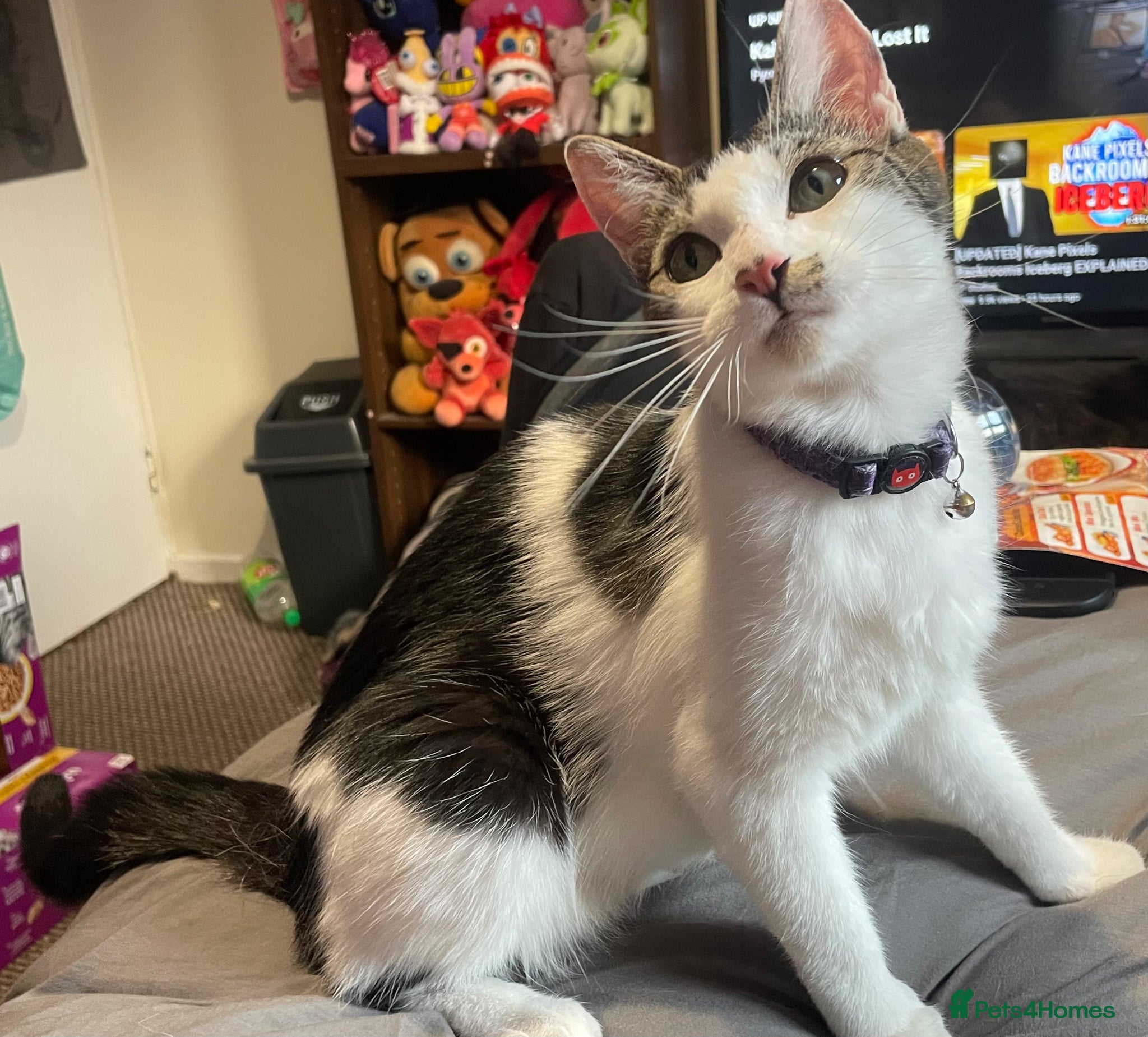 Domestic Shorthair cats for sale: 2 Sweet Bonded Girls - Advert 1