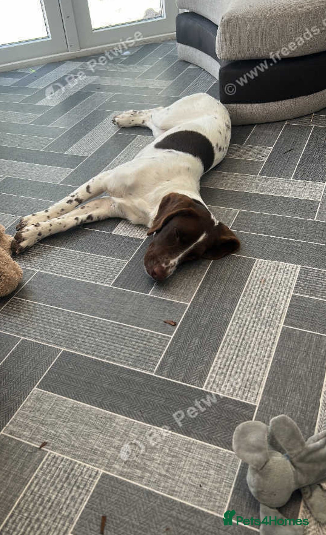 English Springer Spaniel dogs for sale: River- 18 month spaniel - Image 1