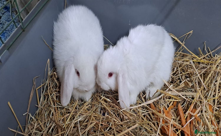Mini Lop rabbits - Advert 11