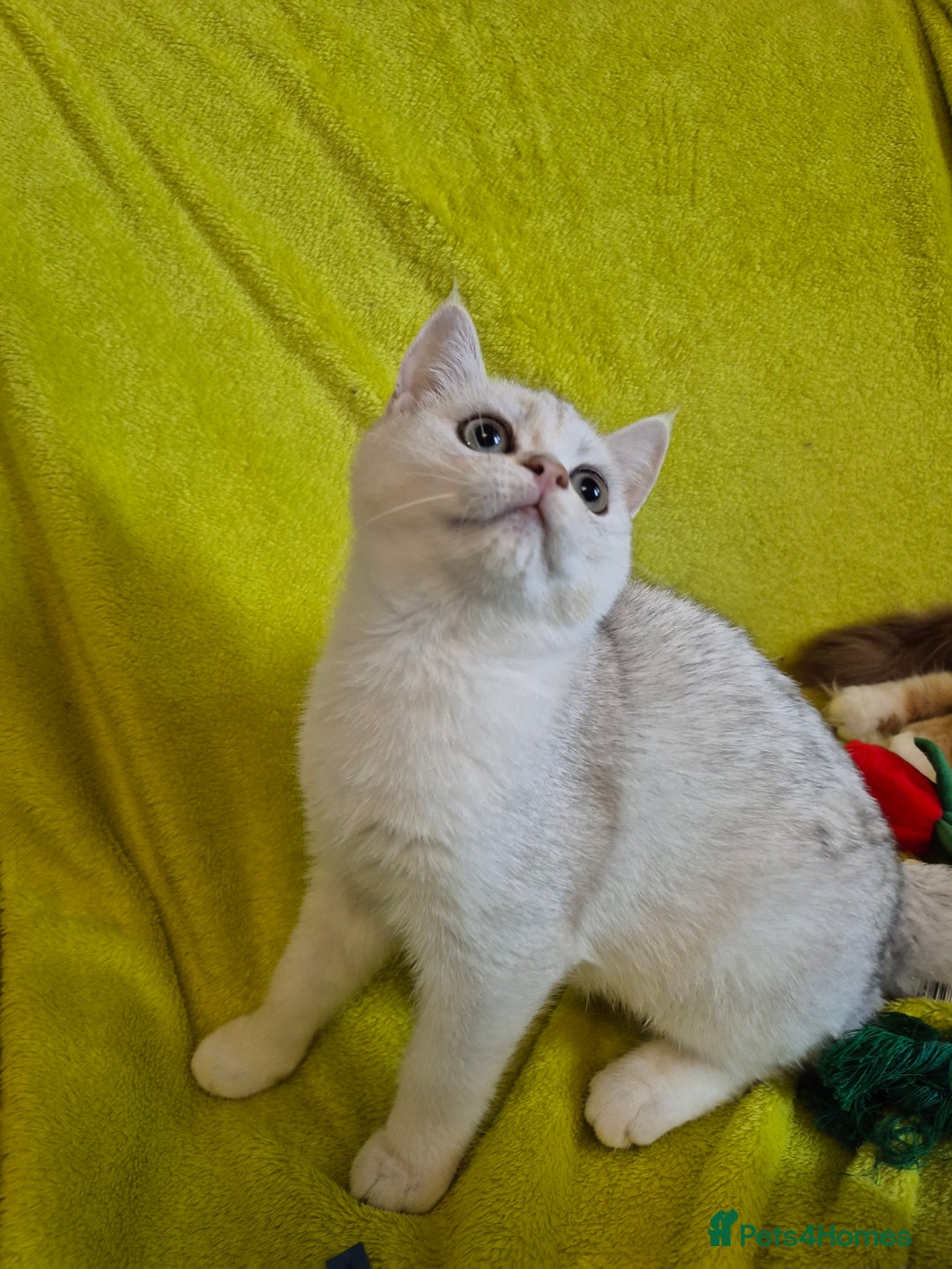 British Shorthair cats for sale: GCCF boys British silver shorthair - Advert 7