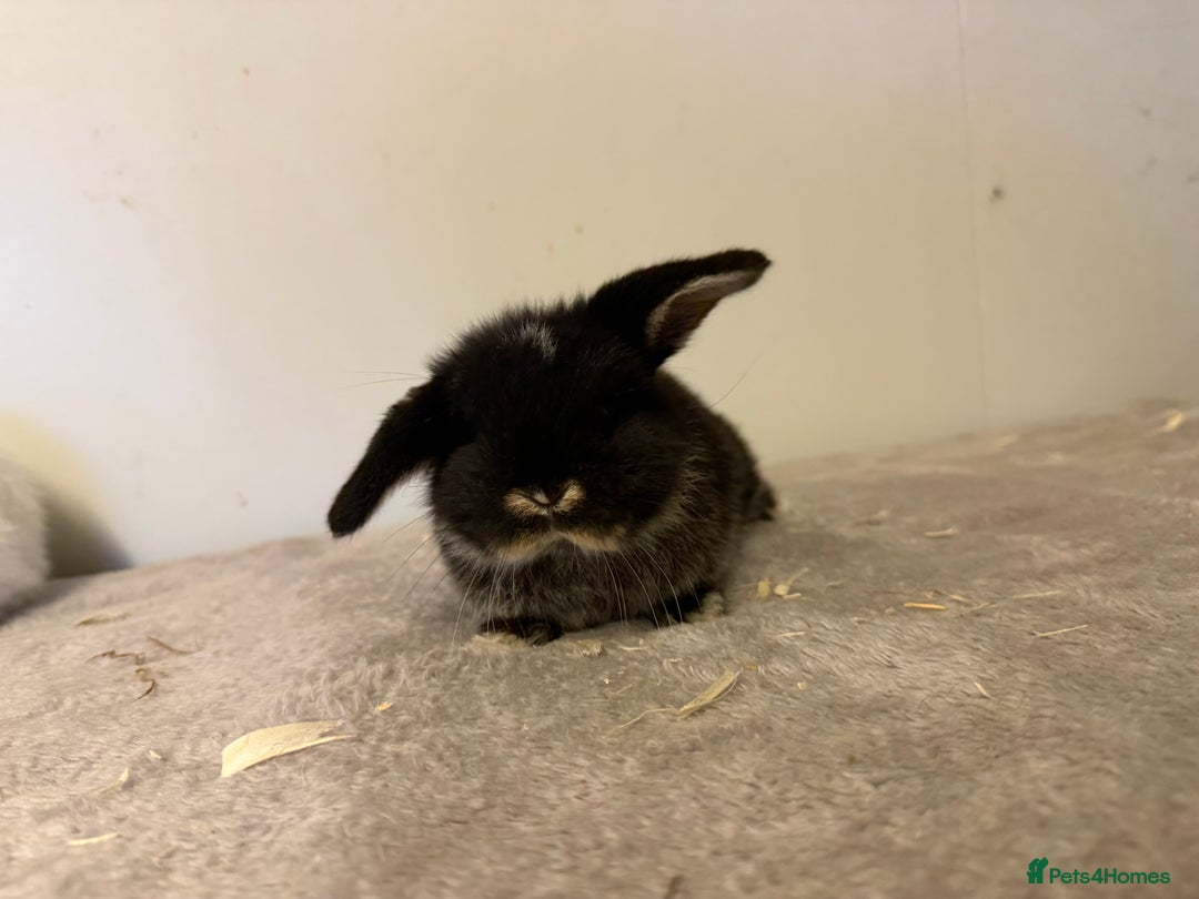 Mini Lop rabbits for sale: Pure mini lops rabbits ready end of December  - Advert 3