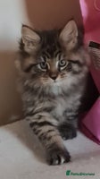Maine Coon cats Beautiful Pedigree Mainecoons - Advert 7