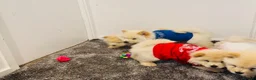 Chow Chow dogs for sale: Chow chow puppies  - Advert 8