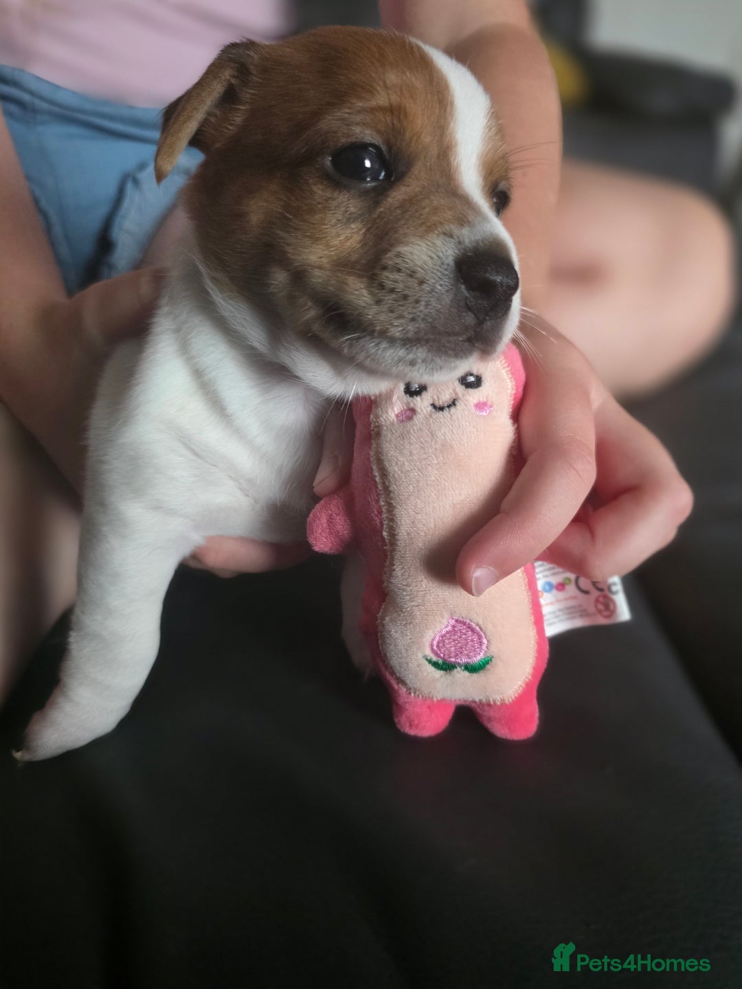 Jack Russell dogs for sale: Jack Russel puppies - Image 9