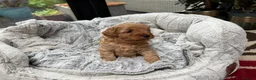 Cavapoo dogs for sale: Beautiful Male Cavapoo Puppies – £1,500 🐾 - Advert 10