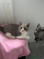 British Shorthair cats - Advert 8