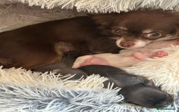 Chihuahua dogs for sale: Chihuahua teacup - Image 26