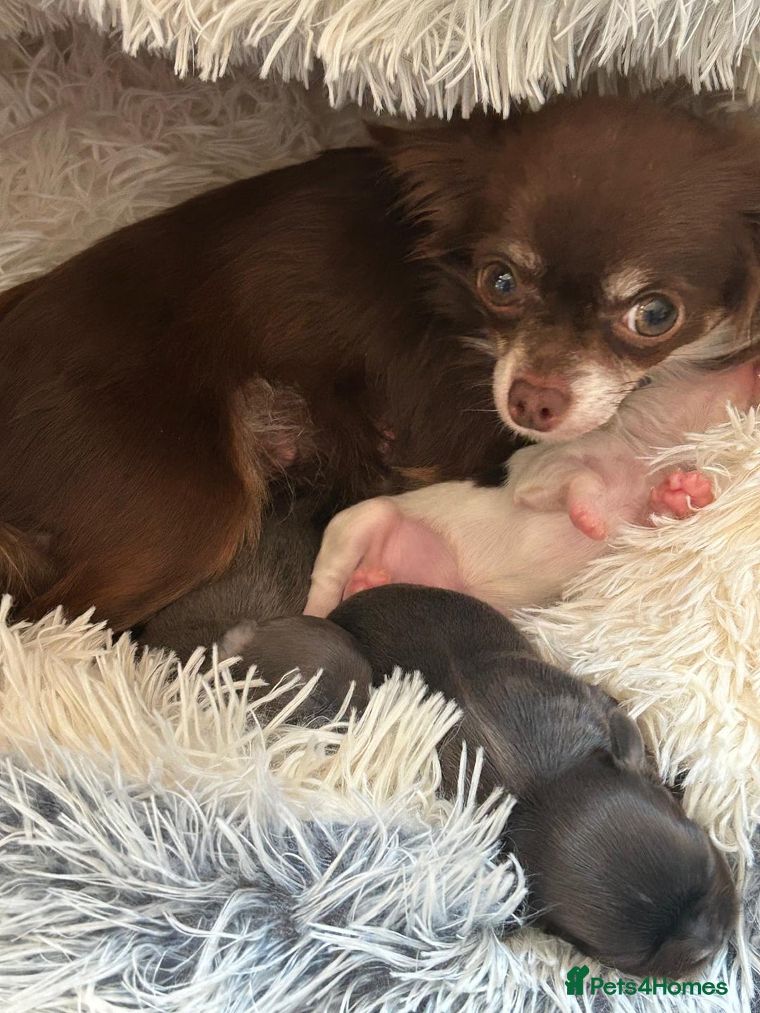 Chihuahua dogs for sale: Chihuahua teacup - Image 26