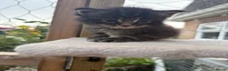 Maine Coon cats for sale: Pure Maine coon kittens  - Advert 6