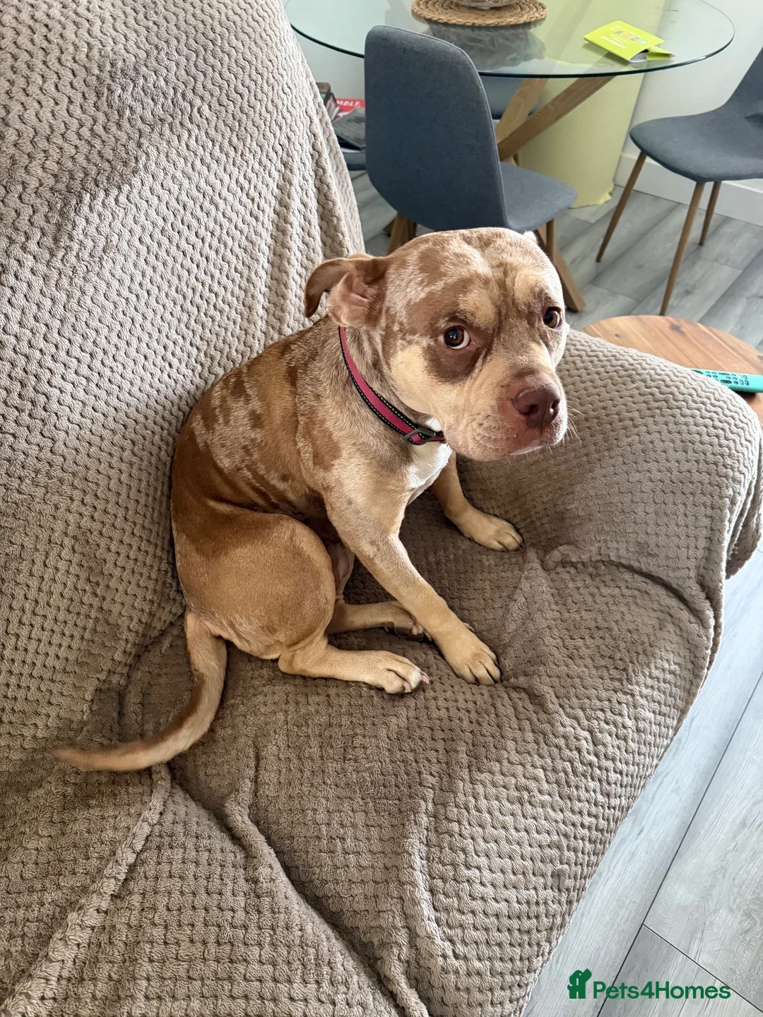 American Bully dogs for sale: Pocket bully  in Nottingham - Advert 2