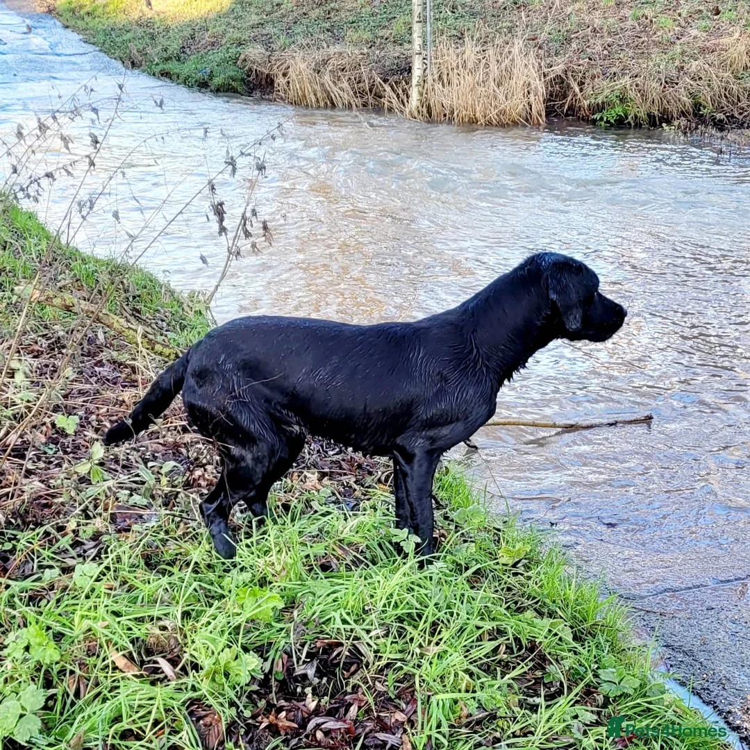 Labrador Retriever dogs for stud: * At Stud KC Health tested Labrador* in Malton - Advert 14