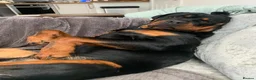 Rottweiler dogs for sale: Chunky rottweiler pups - Advert 4