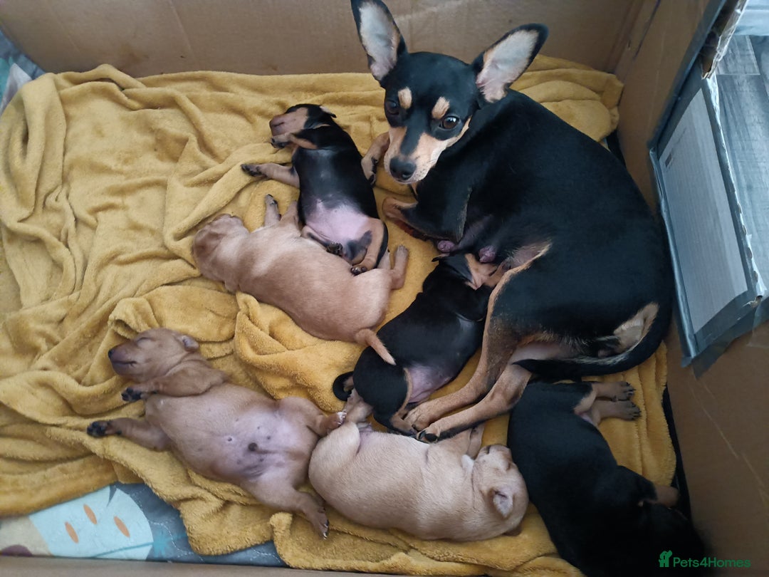 Miniature Pinscher dogs for sale: Miniature Pinscher puppies  - Image 10