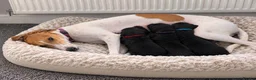 Mixed Breed dogs for sale: Whipadors in Newark - Advert 8