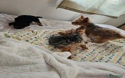 Yorkshire Terrier dogs for sale: 2 sweet puppy - Image 3
