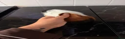 Guinea Pig rodents for sale: Guinea pigs  - Advert 9