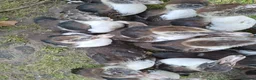 Ducks poultry for sale: Muscovy hens & drakes ducklings  in Stanley - Advert 2