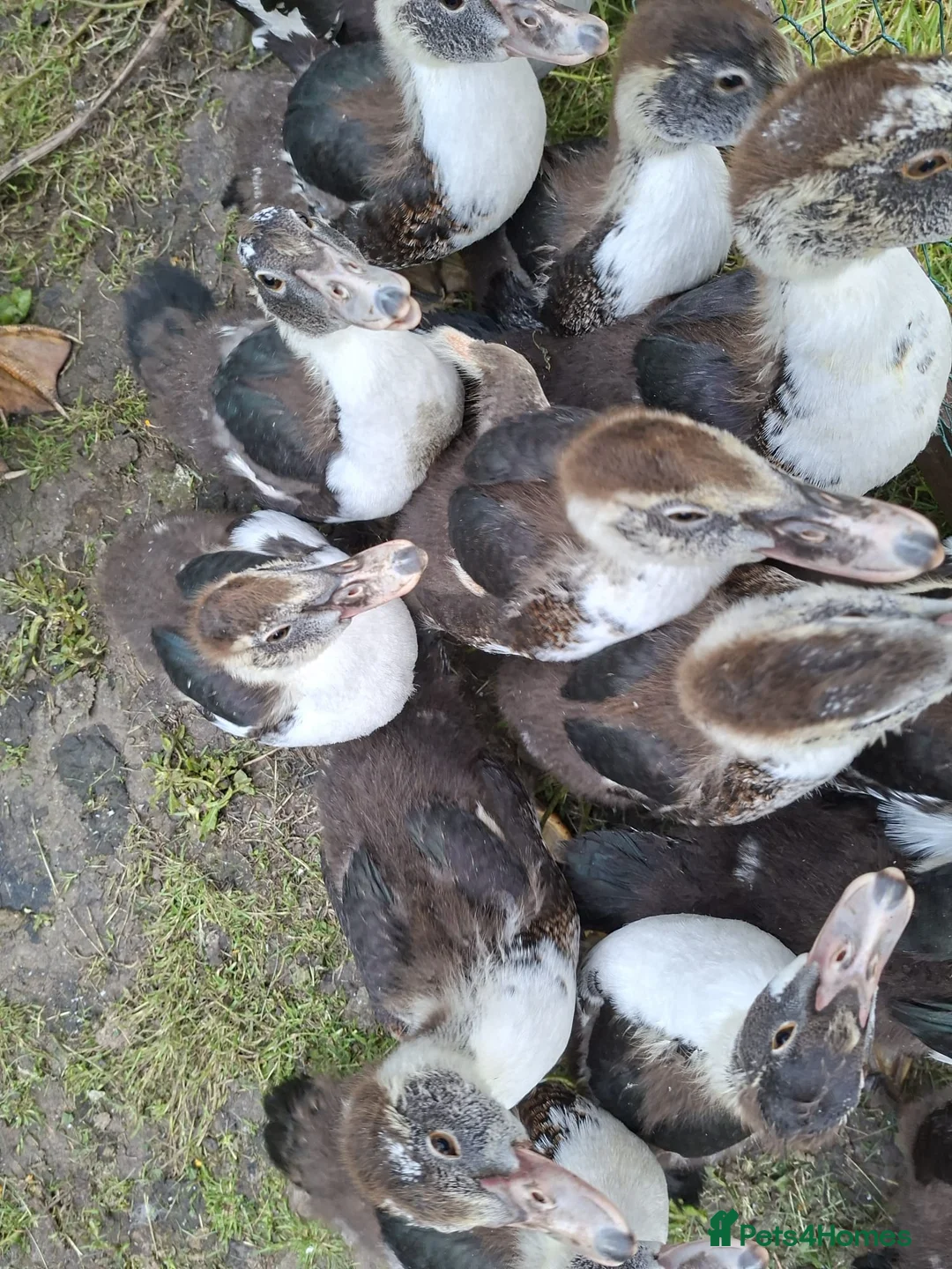 Ducks poultry for sale: Muscovy hens & drakes ducklings  in Stanley - Advert 2