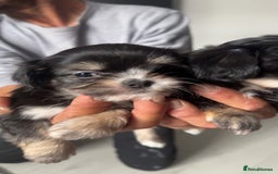 Mixed Breed dogs for sale: Tini Malchi puppies  - Image 26