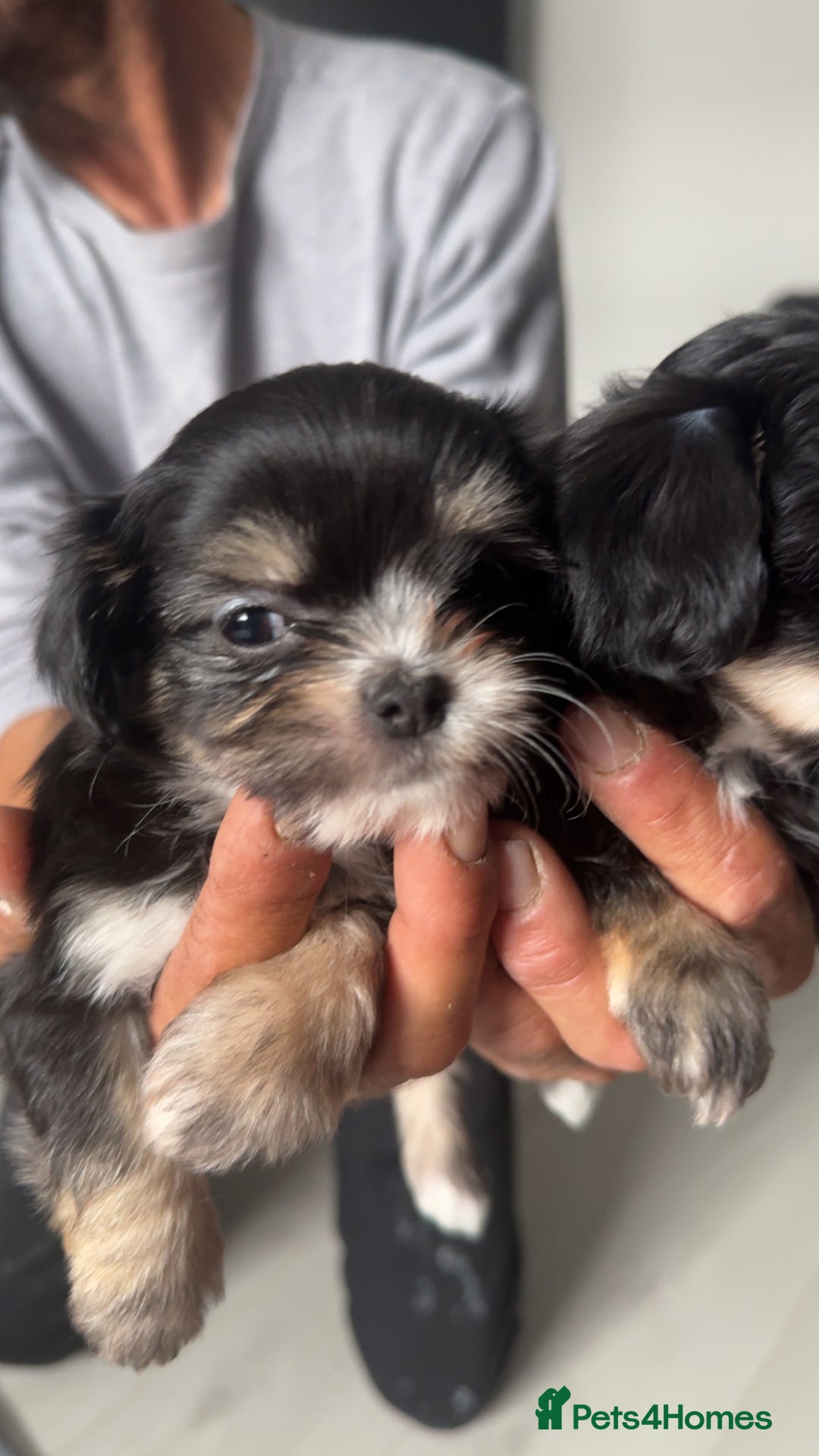 Mixed Breed dogs for sale: Tini Malchi puppies  - Image 26