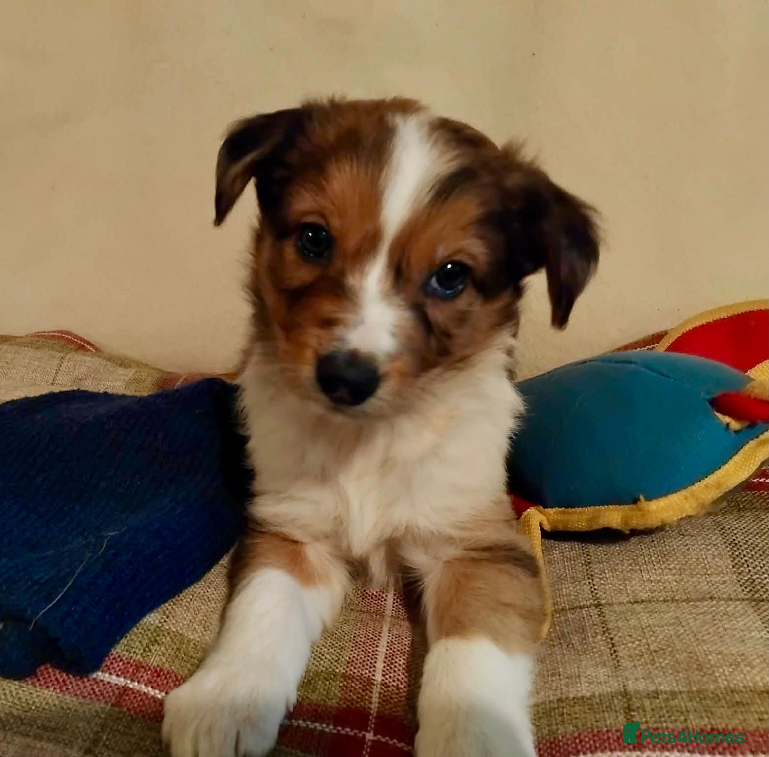 Welsh Collie dogs Pure red merle Welsh sheepdog collie pups - Advert 1