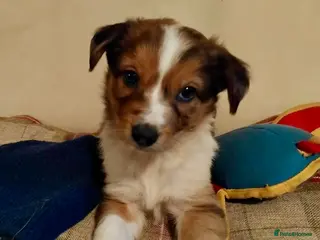 Welsh Collie dogs Pure red merle Welsh sheepdog collie pups - Advert 1