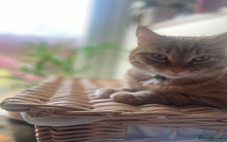 Mixed Breed cats for sale: Female Ginger 4years old  - Advert 4