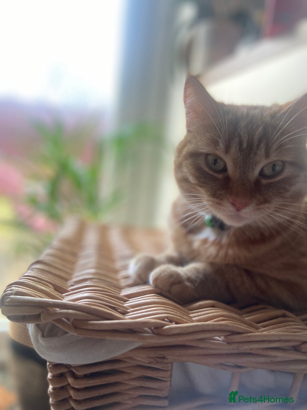 Mixed Breed cats for sale: Female Ginger 4years old  - Advert 4