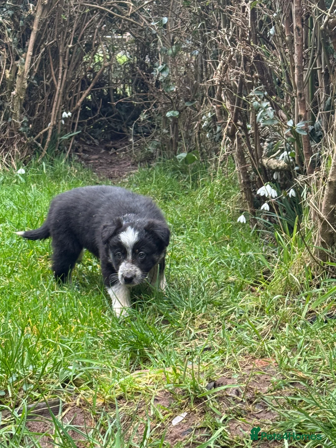Border Collie dogs for sale: Border collie pups ready from 20th February  - Advert 17