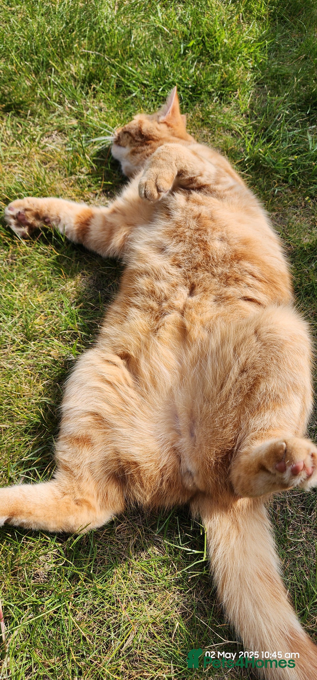 British Shorthair cats for sale: Gin & Tonic  - Image 3