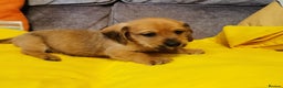 Mixed Breed dogs for sale: Adorable playful Cavachon x Dachshound pups - Advert 1