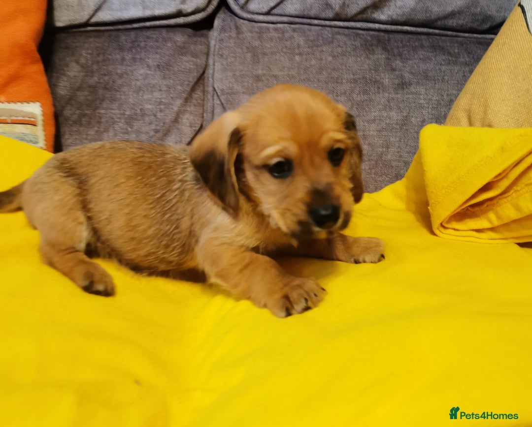 Mixed Breed dogs for sale: Adorable playful Cavachon x Dachshound pups - Advert 1