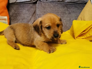 Mixed Breed dogs Adorable playful Cavachon x Dachshound pups - Advert 1