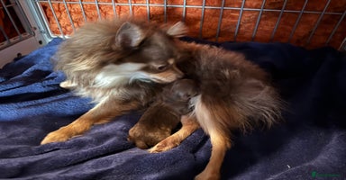 Pomchi dogs - Advert 3