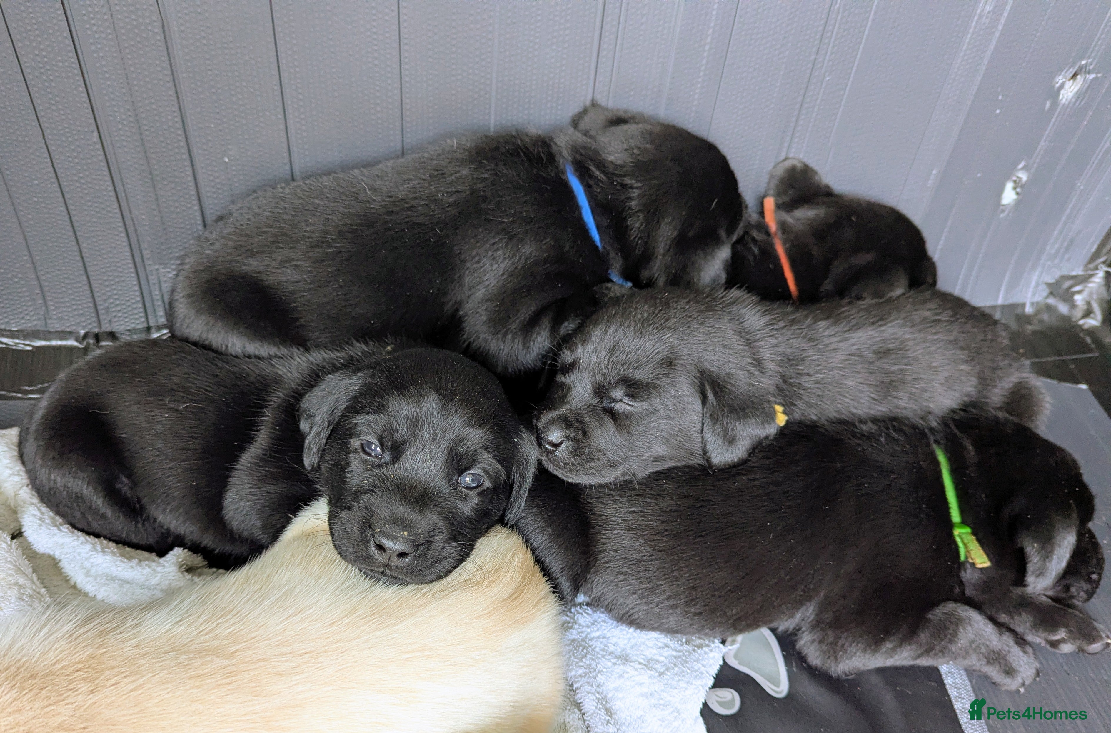 Labrador Retriever dogs Labrador Puppies - 5 Black Males & 1 Golden Male - Advert 15