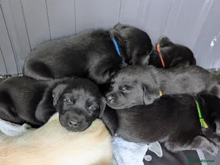 Labrador Retriever dogs Labrador Puppies - 5 Black Males & 1 Golden Male - Advert 2