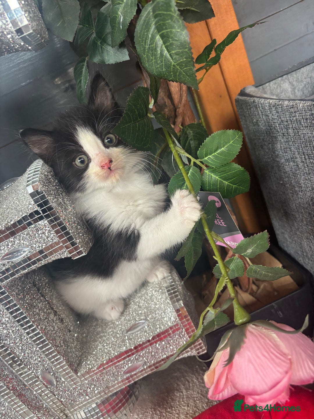 Ragdoll cats for sale: 3 beautiful ragdoll kittens available  - Image 6