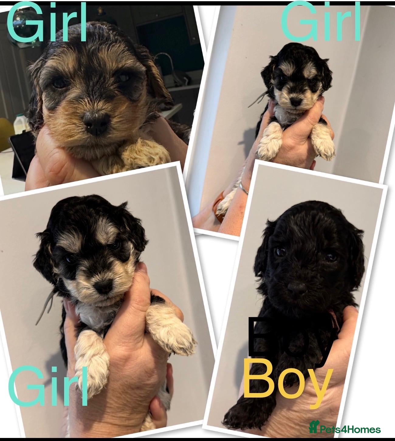 Cockapoo dogs Cockapoo - Advert 1